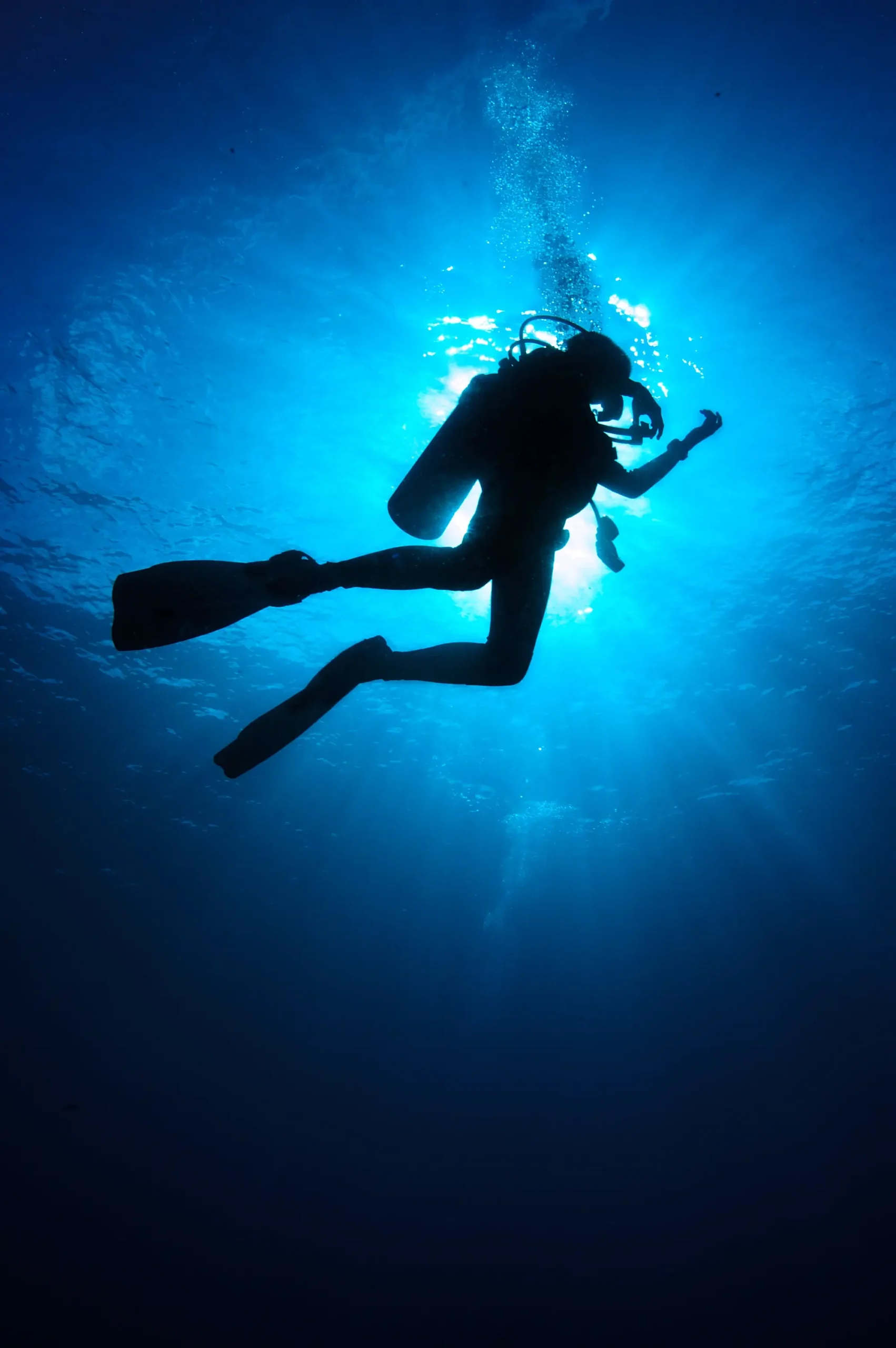 Adelaarsroggen en grote vissen