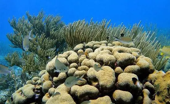Kleurrijke koralen en rifstructuren