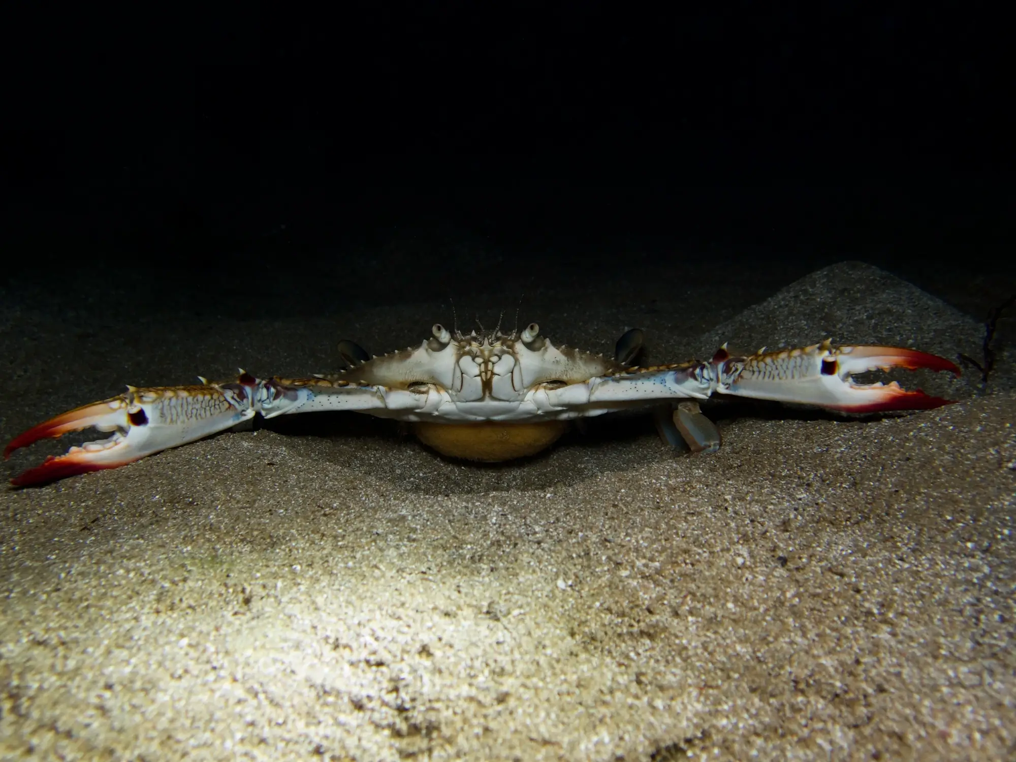 Kreeften, kreeftspinnen en octopussen