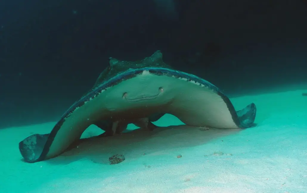 Roggen die elegant over het zand zweven