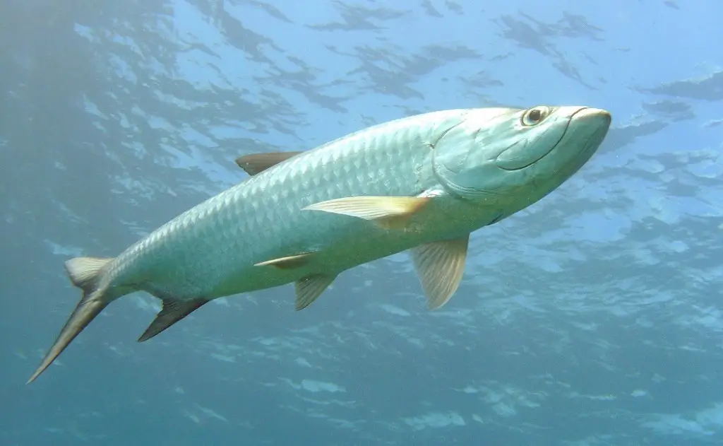 Ruige oceaan en unieke sfeer