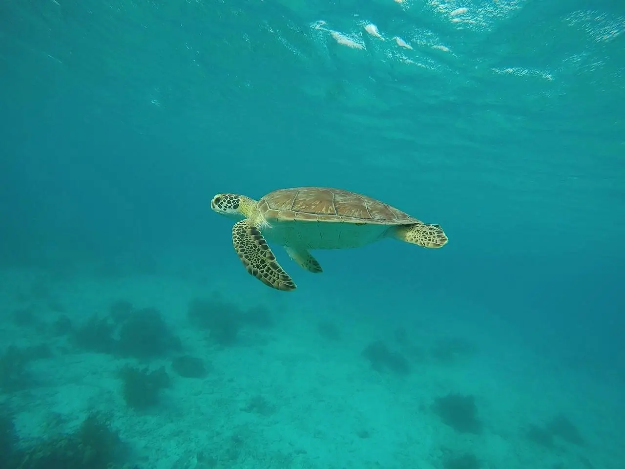 Schildpadden die je vaak van dichtbij ziet