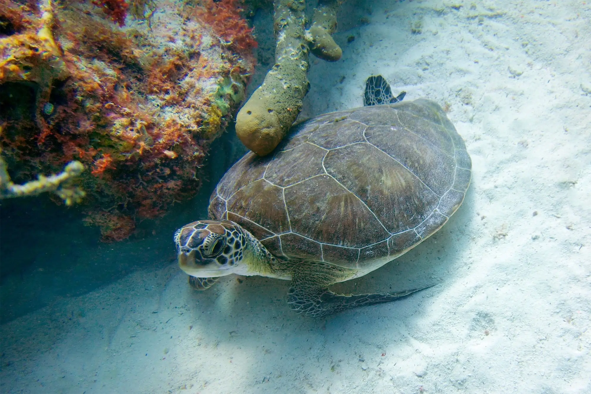 Schildpadden en roggen