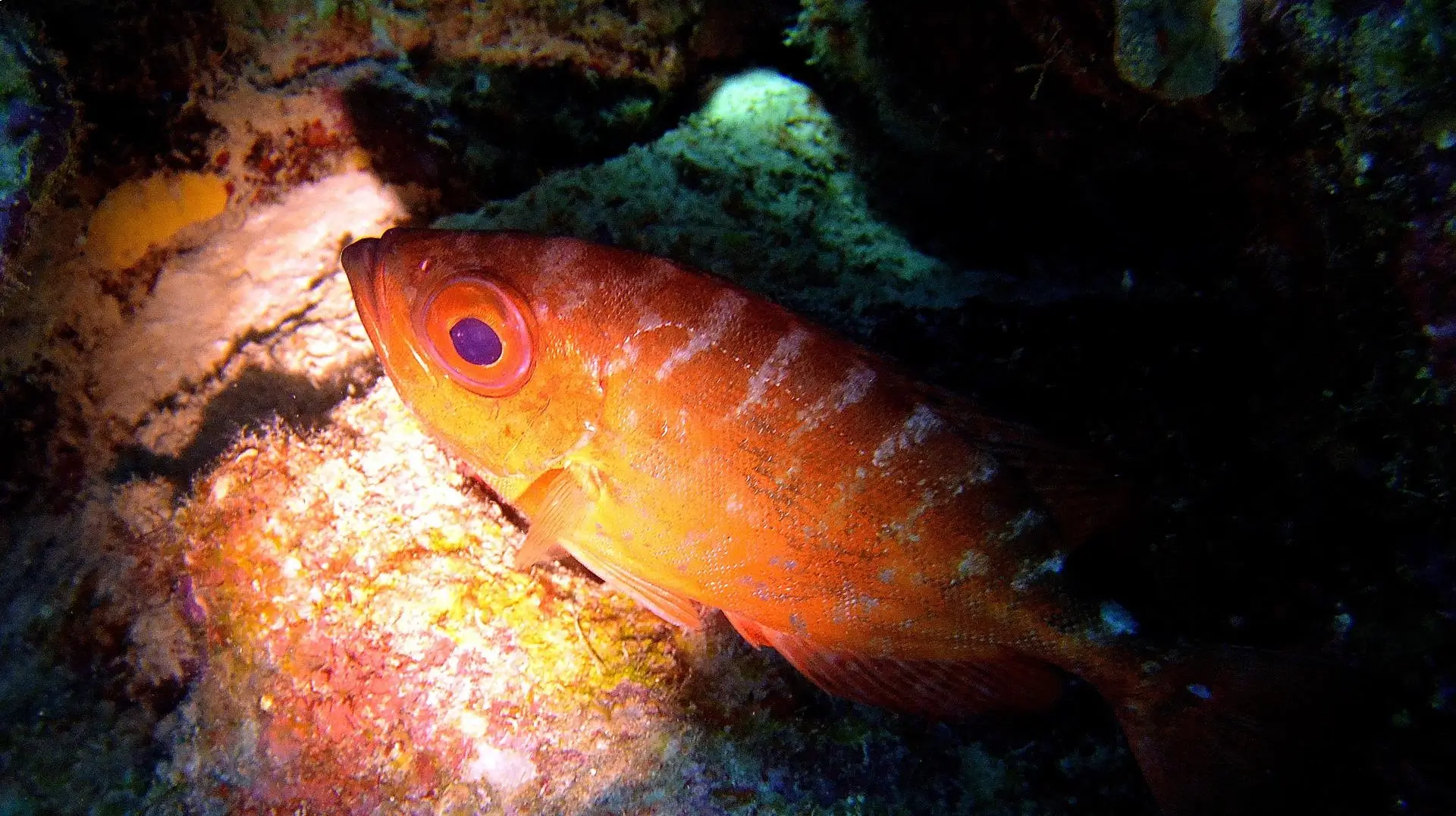 Sterren boven je, oceaan onder je