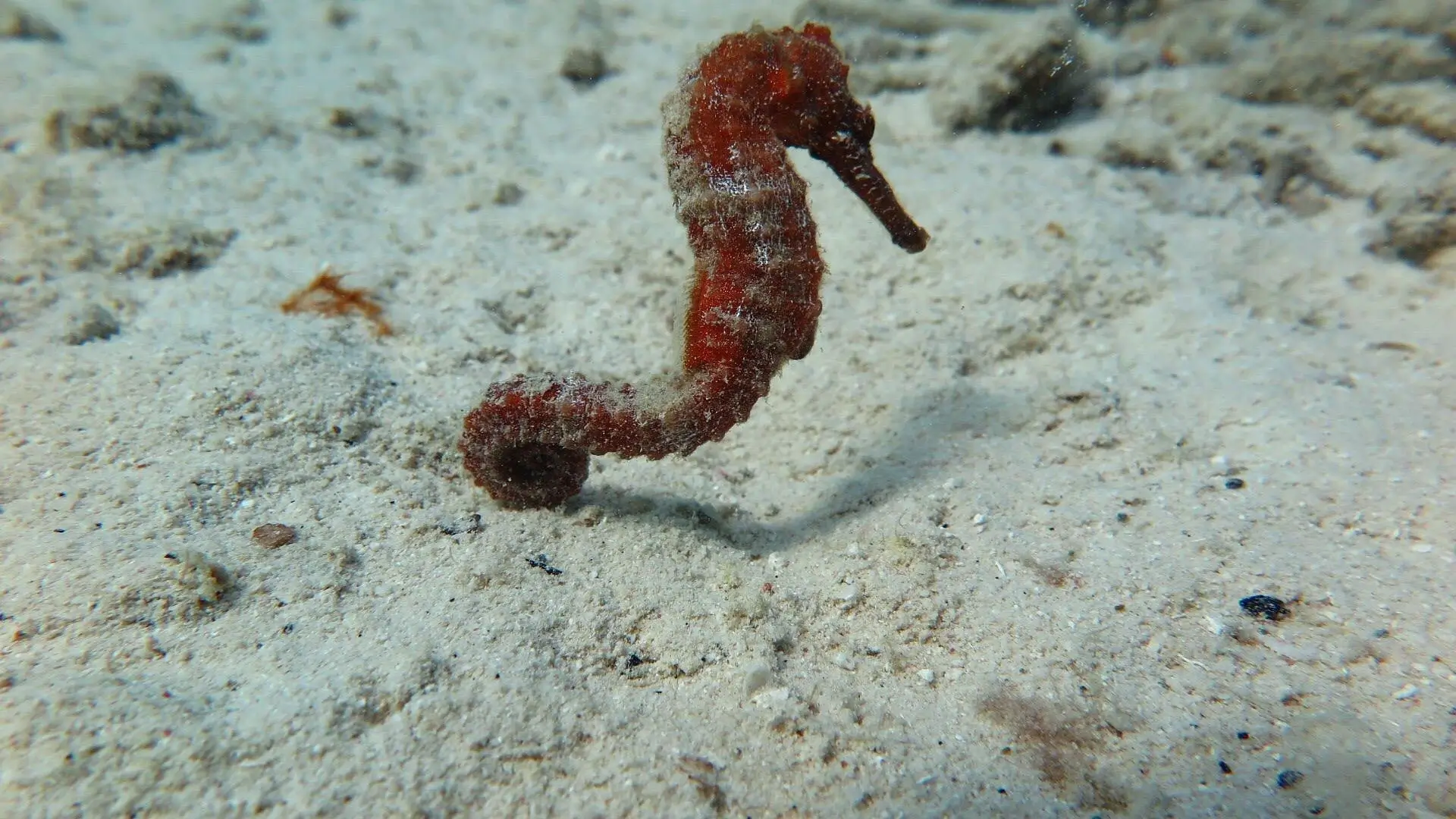 Zeldzame zeepaardjes